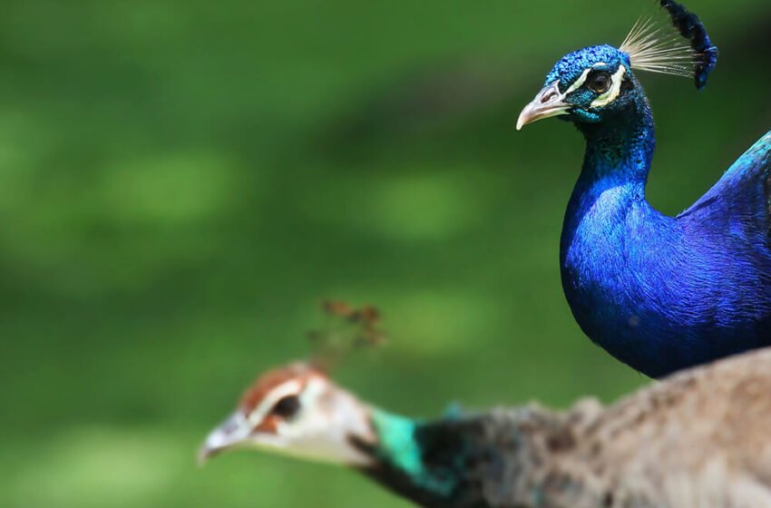  ನವಿಲೇನೋ ಕುಣಿಬೇಕು