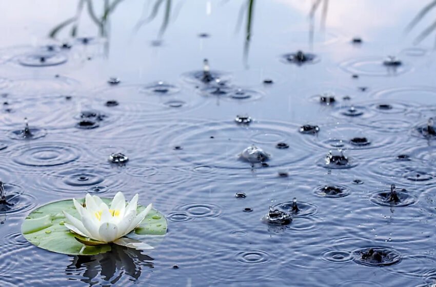  ಧಾರಿಣಿ…