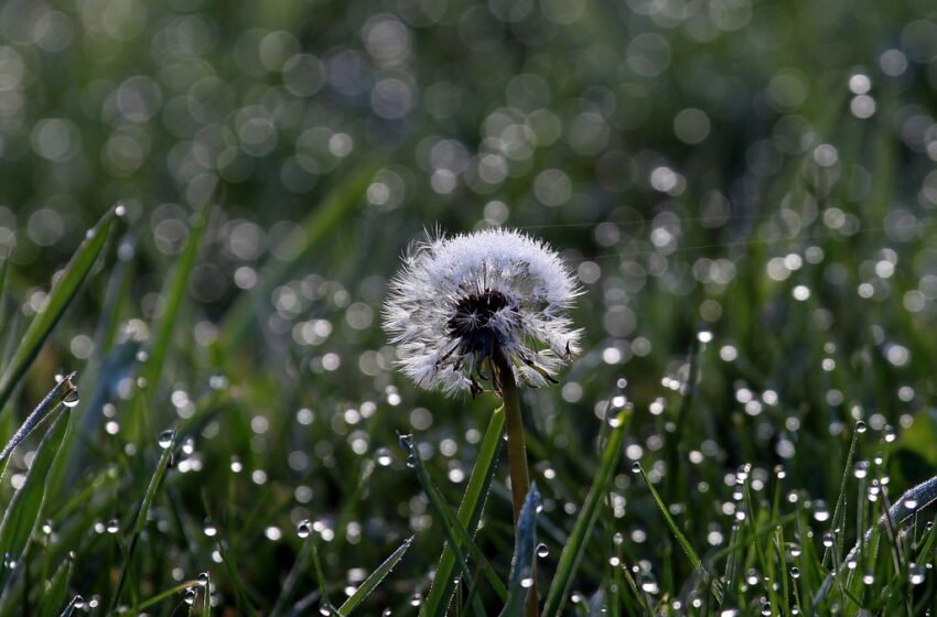  ಮಂಜಿನ ಹನಿ