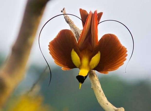  ನಂದನವನದ ಪಕ್ಷಿಗಳು – Birds of Paradise