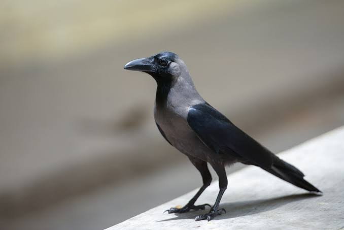  ಕಾಗೆಯ ಗುಣಾವಲೋಕನ