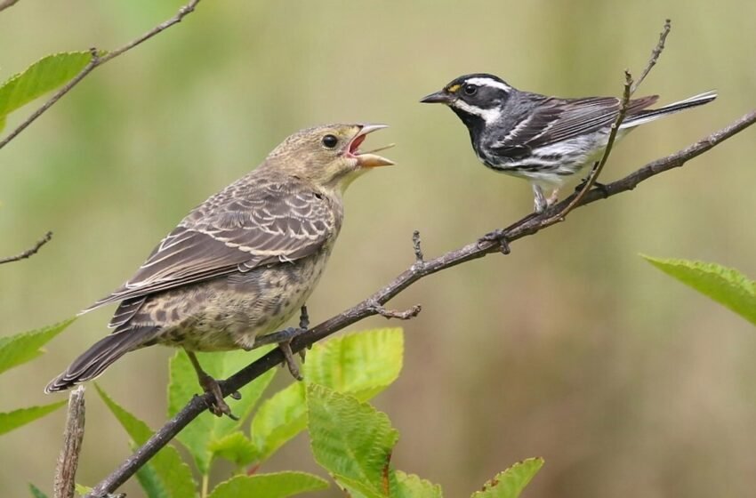  ಪರಾವಲಂಬಿ ಪಕ್ಷಿಗಳು – Brood Parasitism